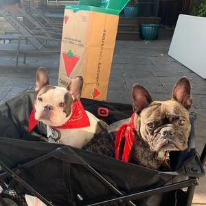 Meet your Posher, Tara